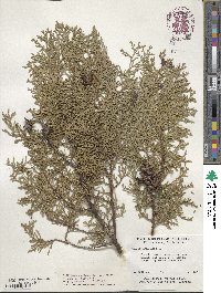 Platycladus orientalis image