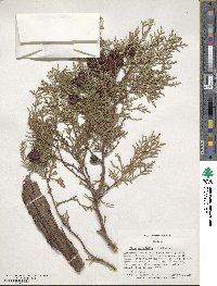 Platycladus orientalis image