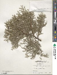 Platycladus orientalis image