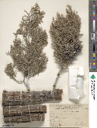 Cupressus arizonica image