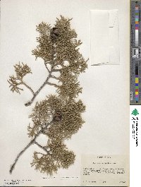 Cupressus arizonica image