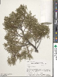 Cupressus arizonica image