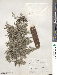 Cupressus arizonica image