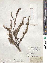 Cupressus arizonica image