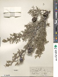 Cupressus arizonica image