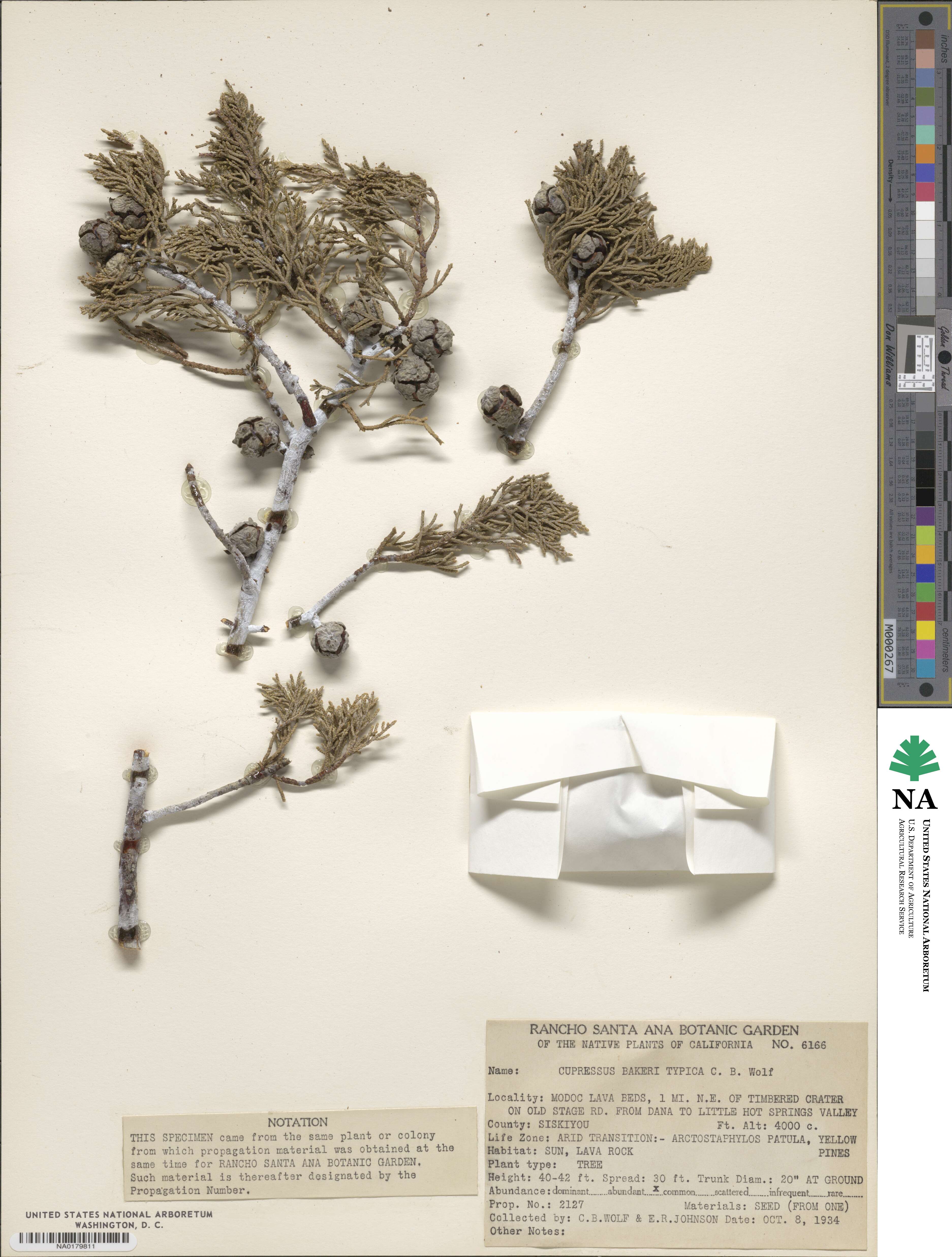 Cupressus image