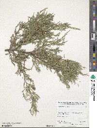 Cupressus funebris image