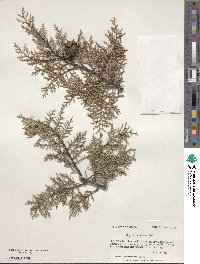 Cupressus arizonica image