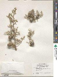 Cupressus arizonica var. glabra image