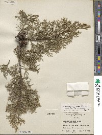 Cupressus arizonica var. glabra image