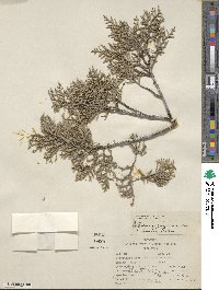 Cupressus arizonica var. glabra image