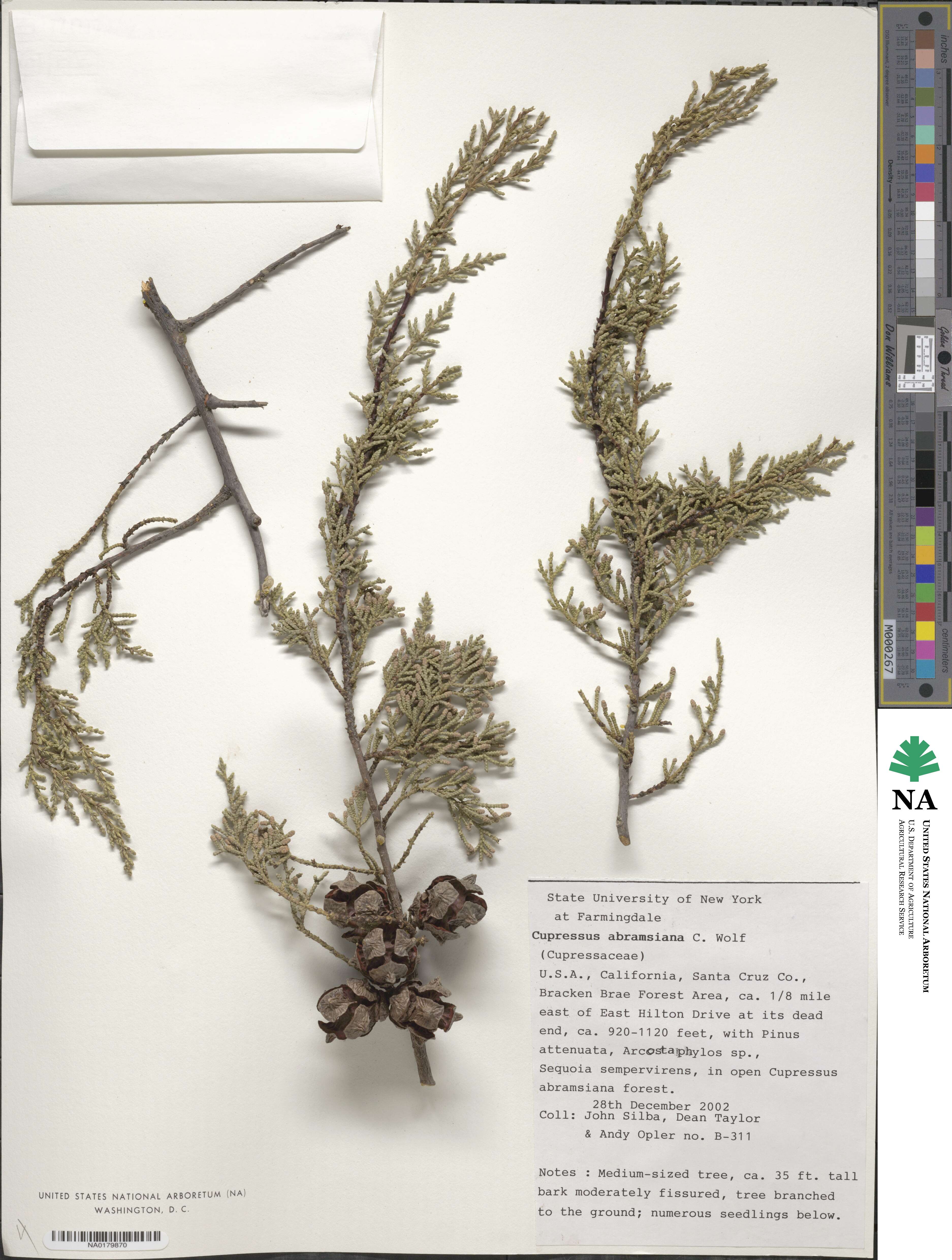 Cupressus goveniana subsp. abramsiana image