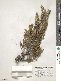 Cupressus macnabiana image