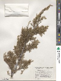 Cupressus macnabiana image