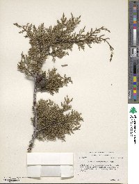 Cupressus macnabiana image