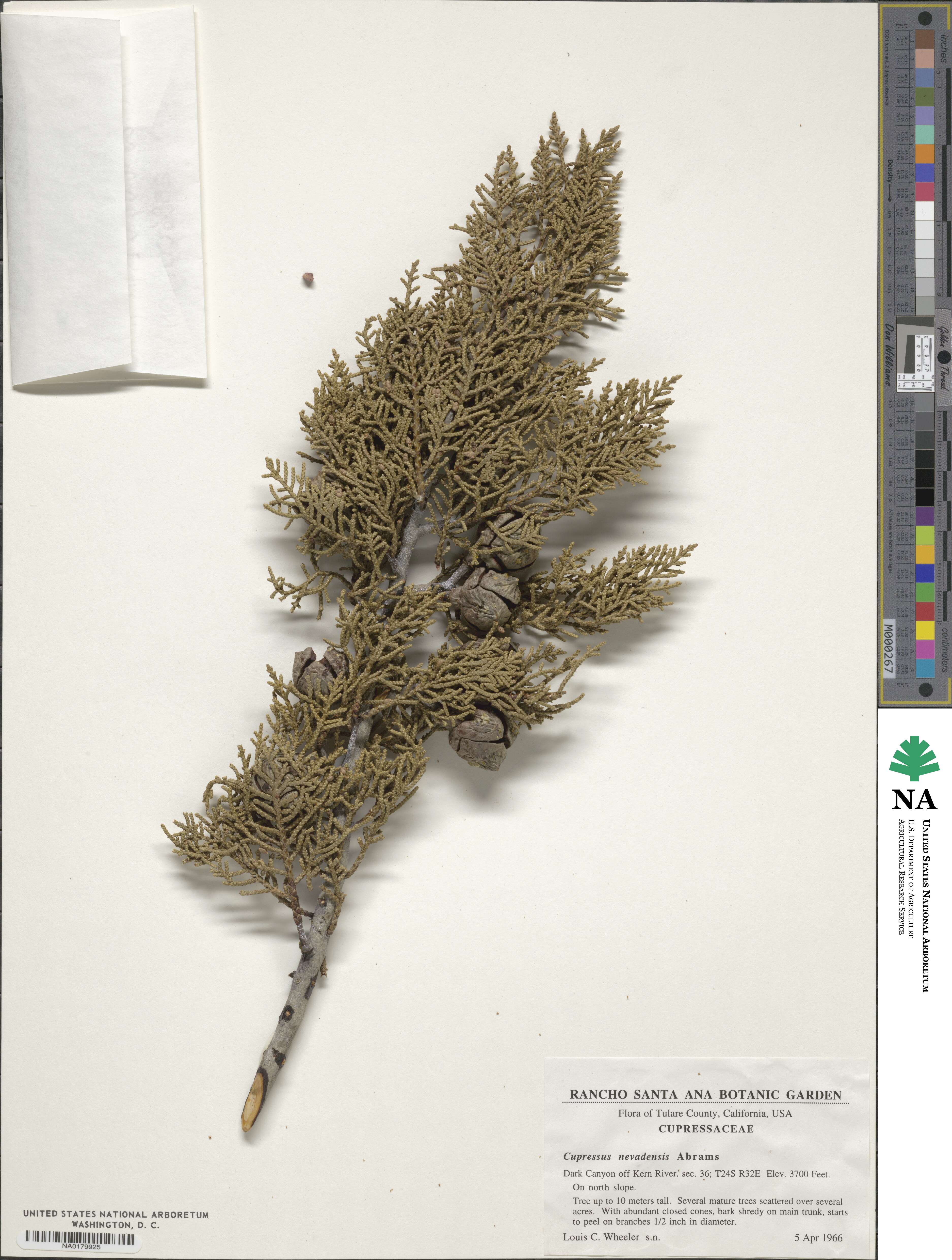 Cupressus arizonica image