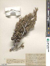 Cupressus arizonica image