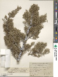 Cupressus arizonica image