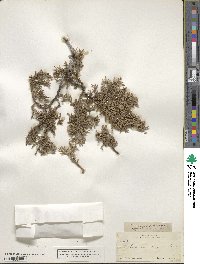 Cupressus arizonica image