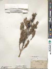 Cupressus arizonica image