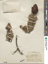 Pinus aristata image