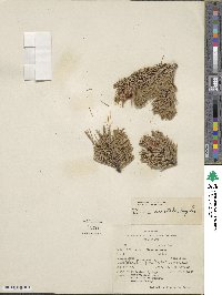 Pinus aristata image