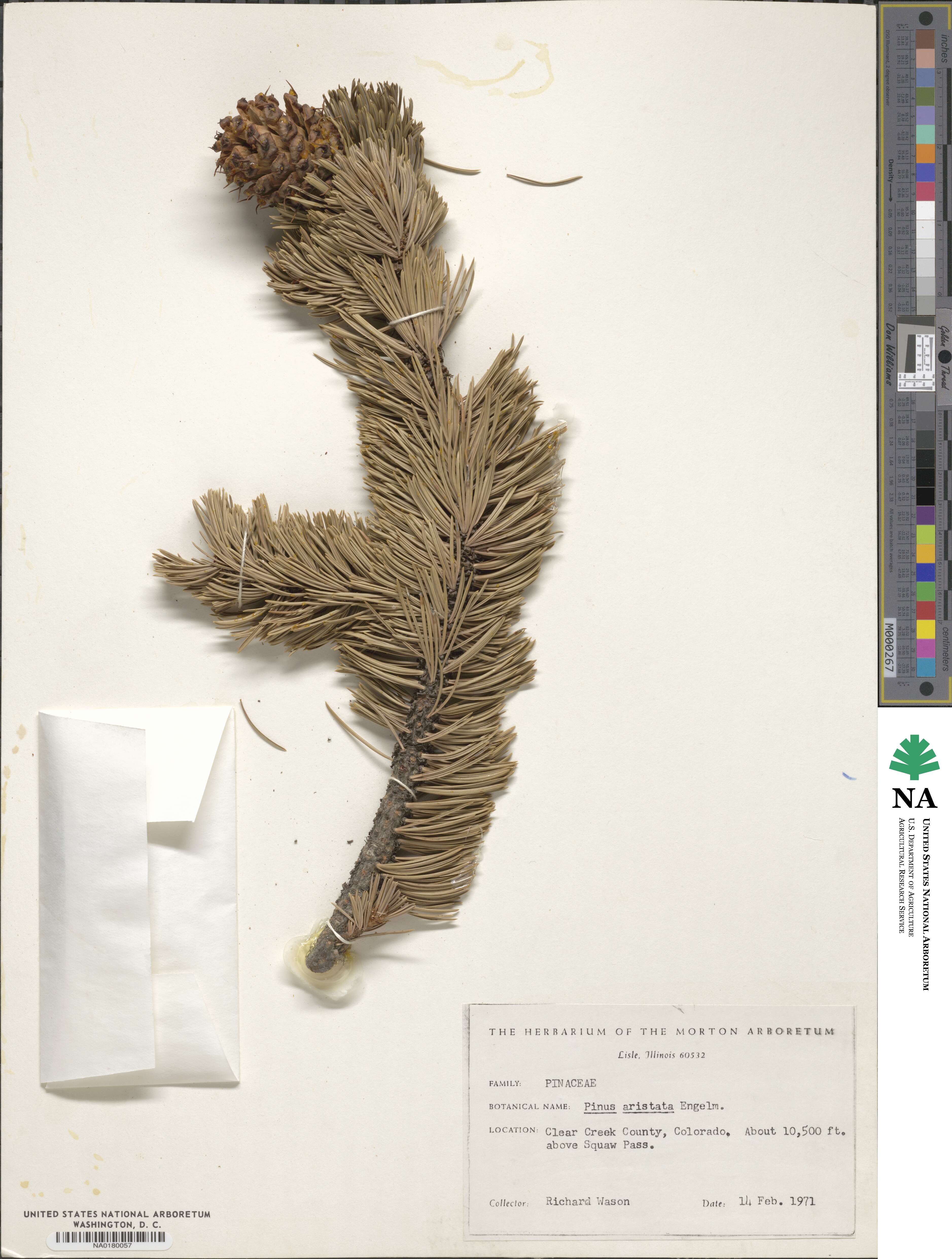 Pinus aristata image
