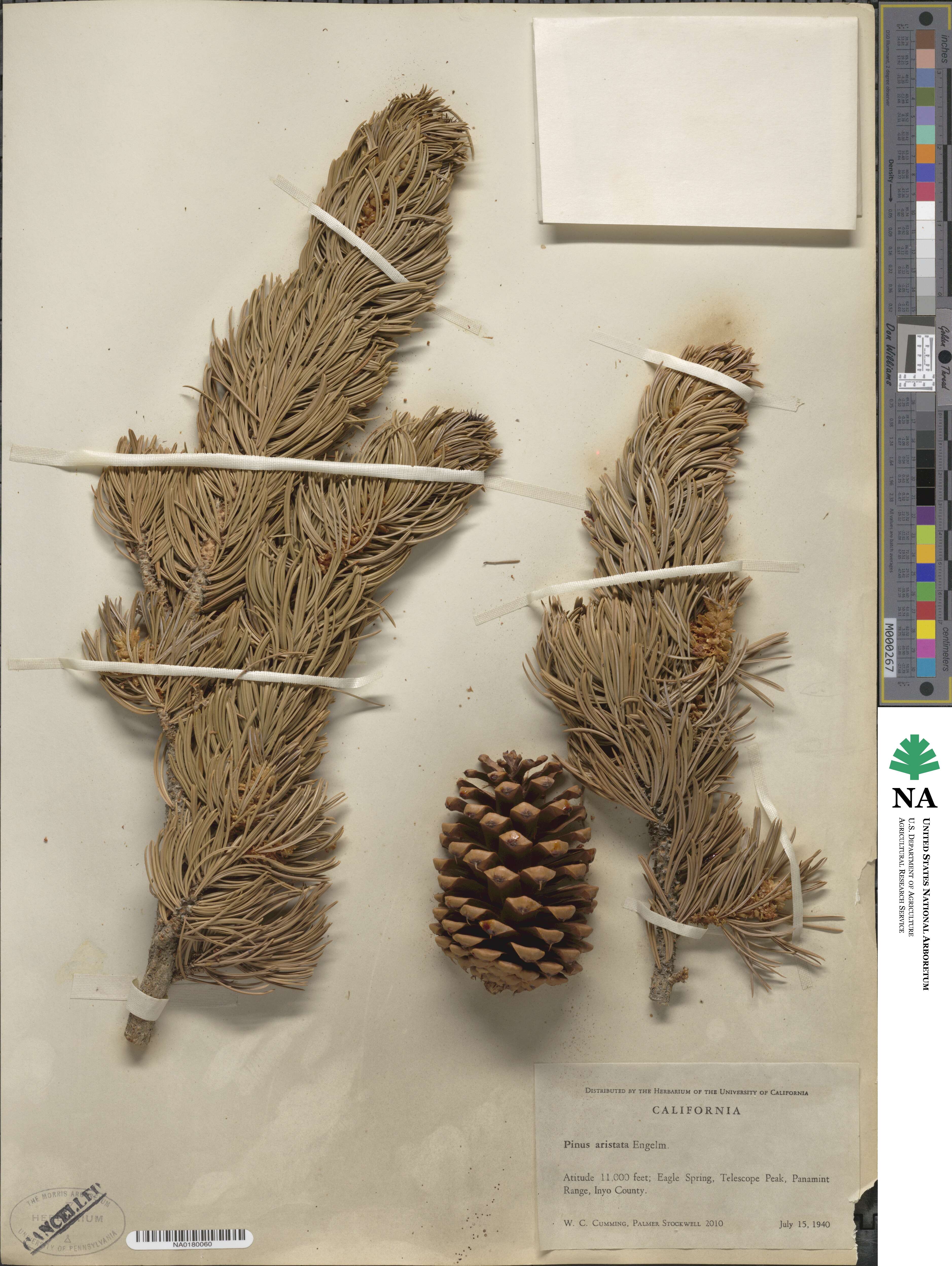 Pinus aristata image