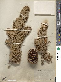 Pinus aristata image