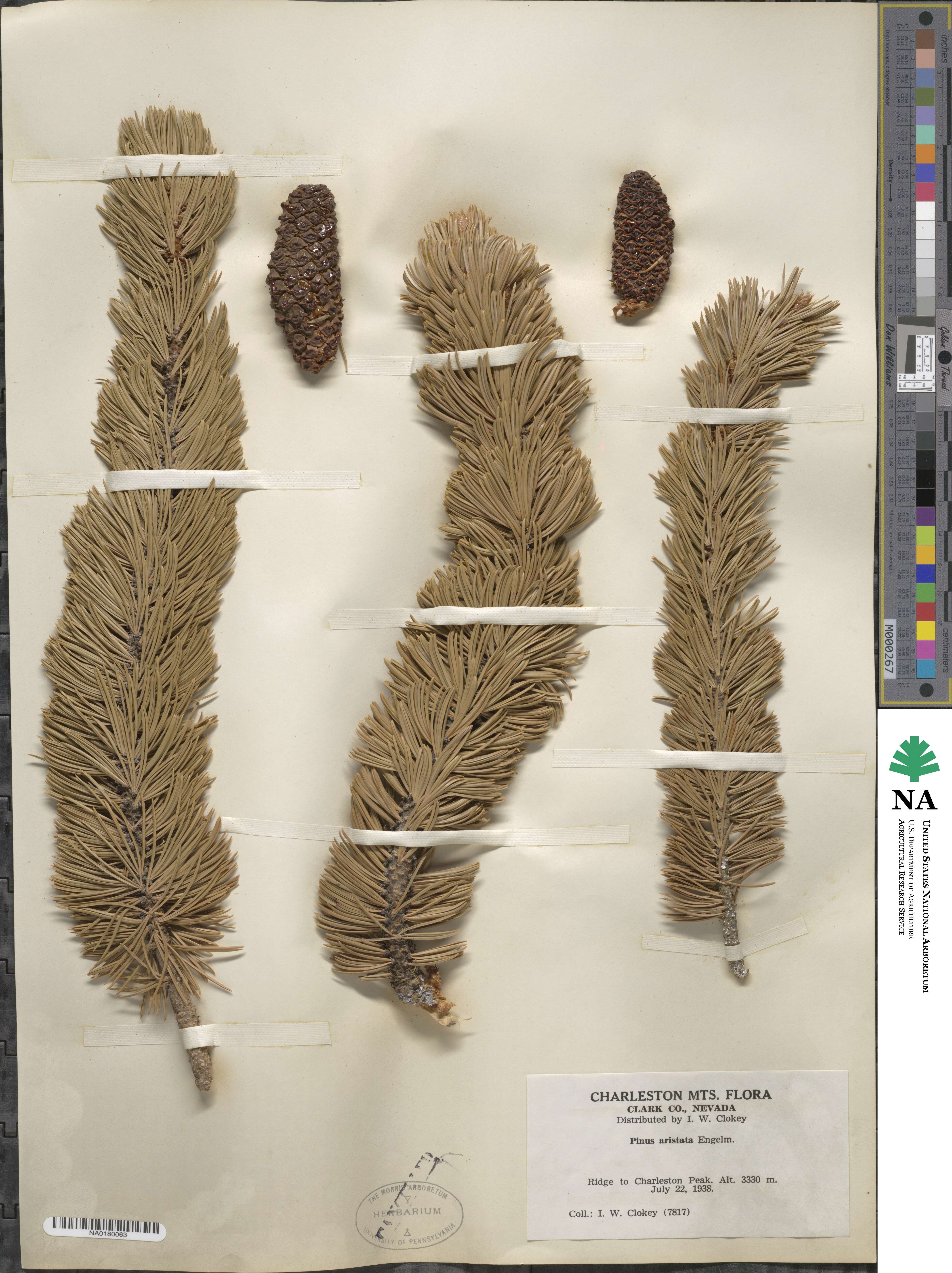 Pinus aristata image