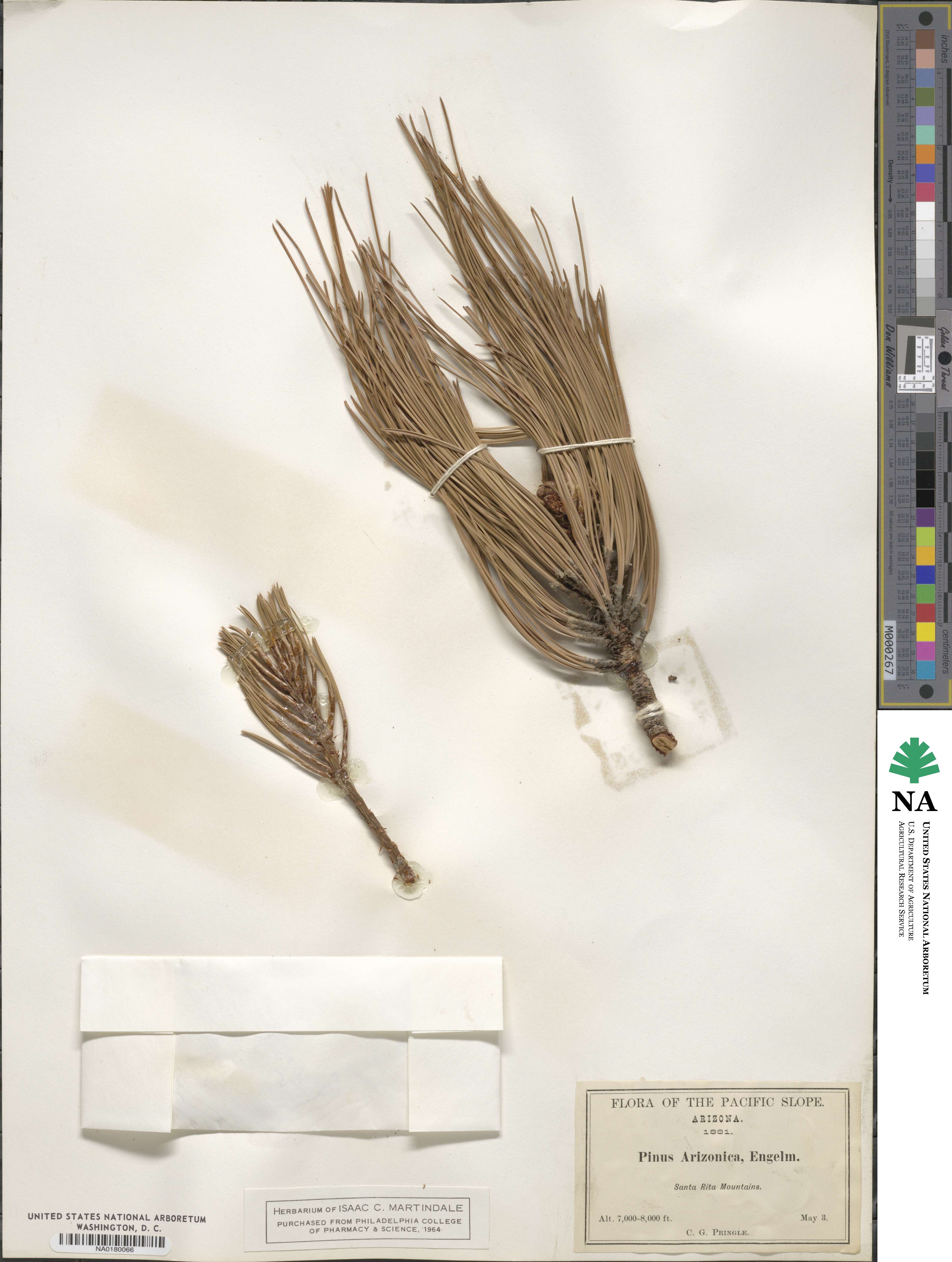 Pinus arizonica image