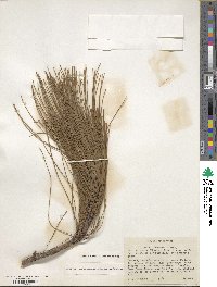 Pinus arizonica image