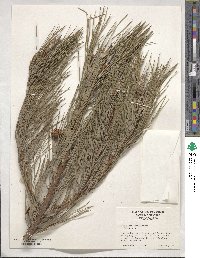 Pinus attenuata image