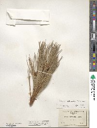 Pinus attenuata image