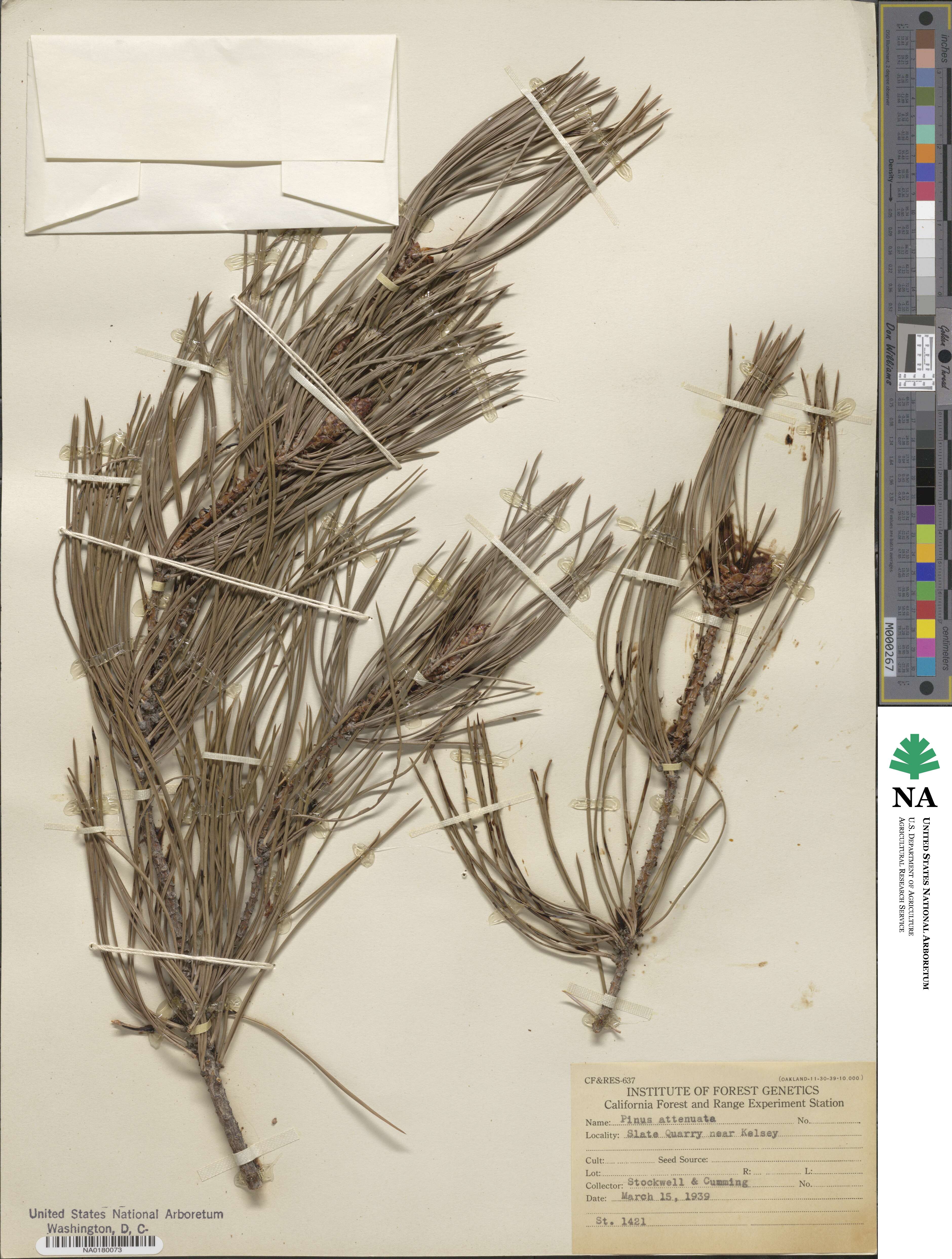 Pinus image