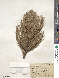 Pinus attenuata image