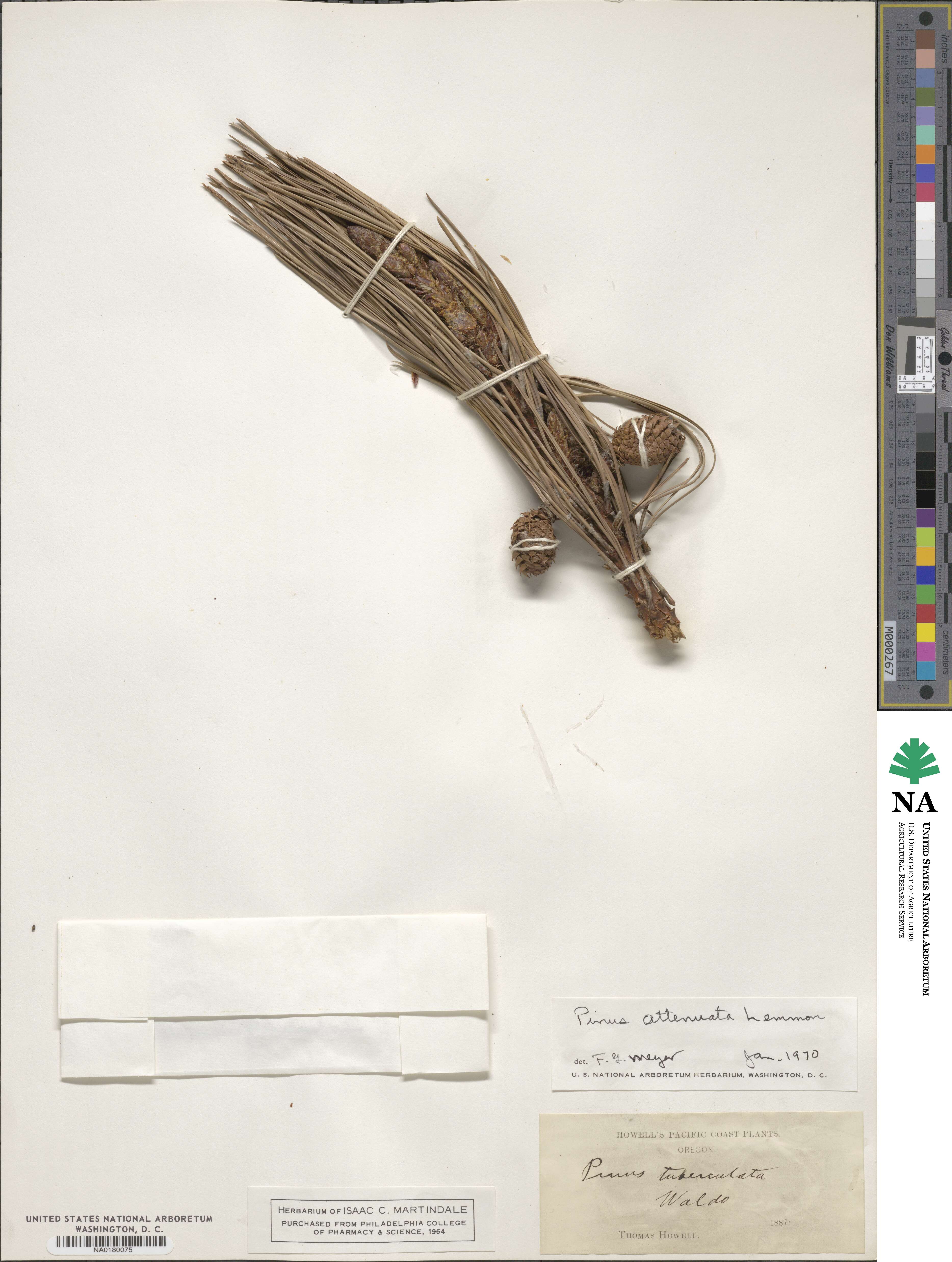 Pinus attenuata image