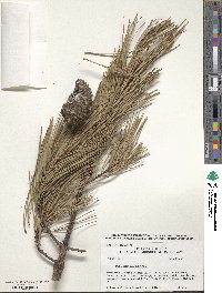 Pinus attenuata image