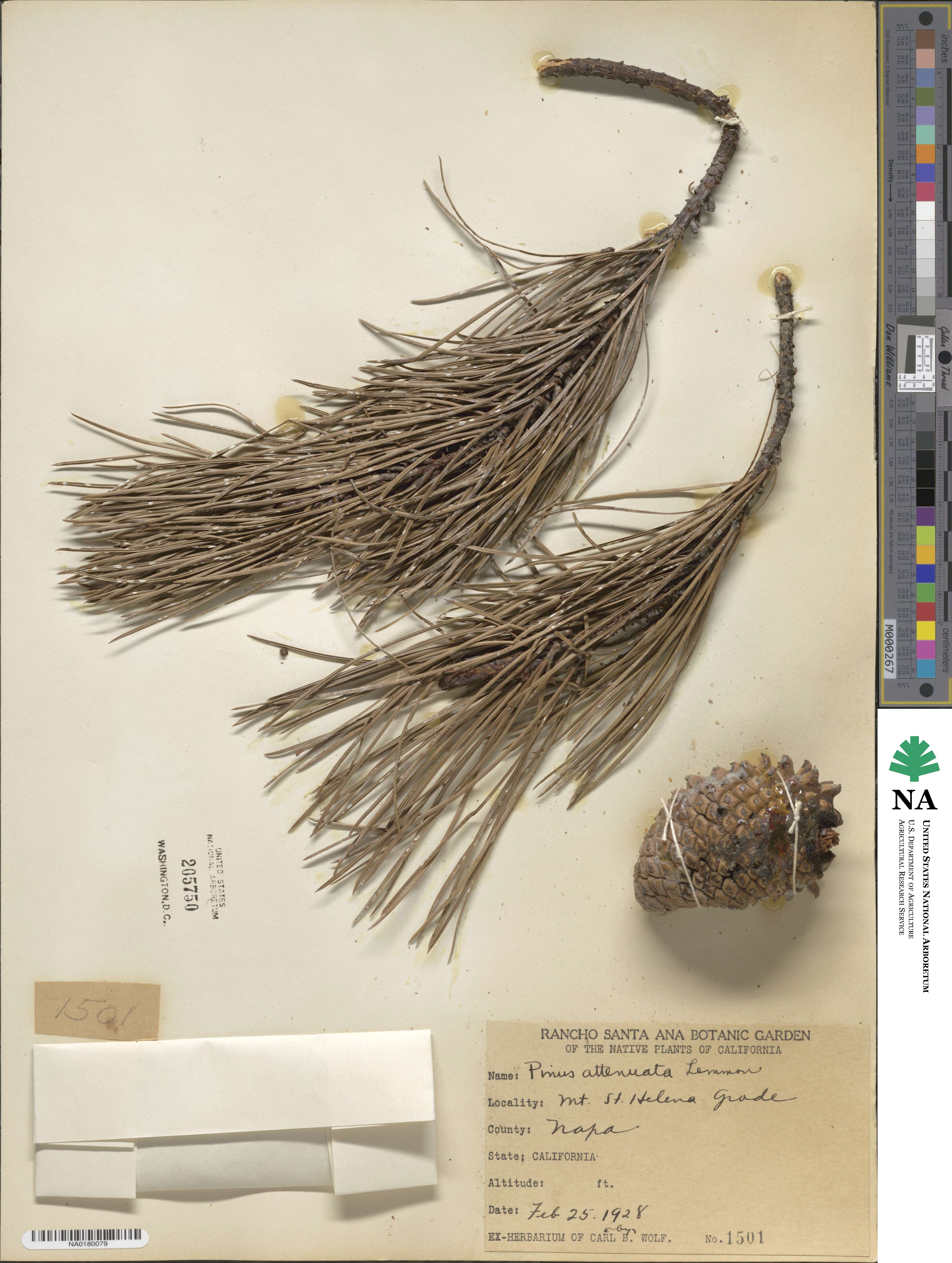 Pinus attenuata image
