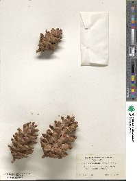 Pinus balfouriana image