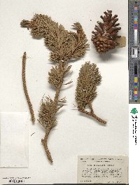 Pinus balfouriana image