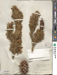 Pinus balfouriana image