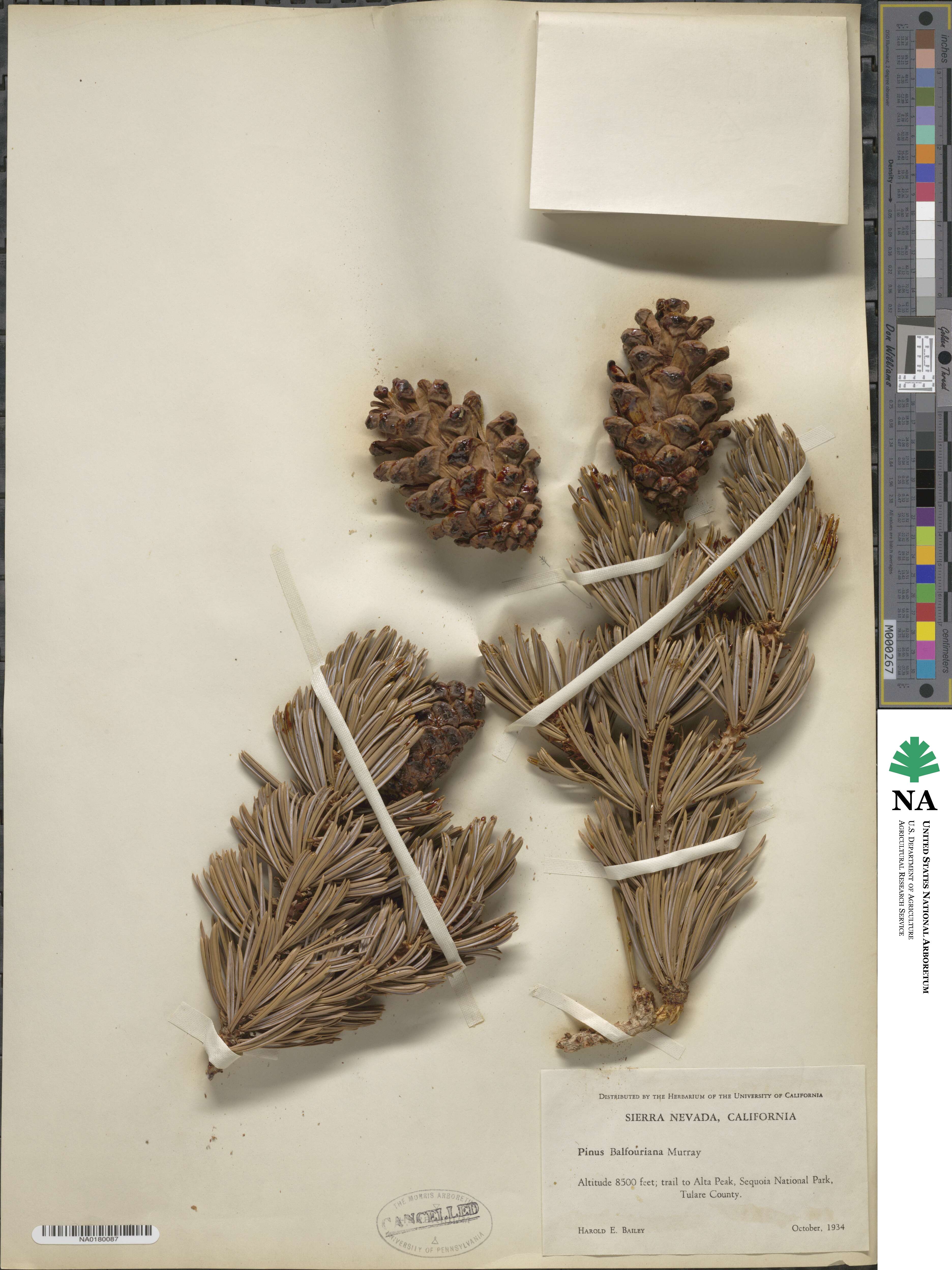 Pinus balfouriana image