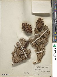 Pinus balfouriana image