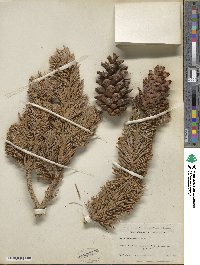 Pinus balfouriana image