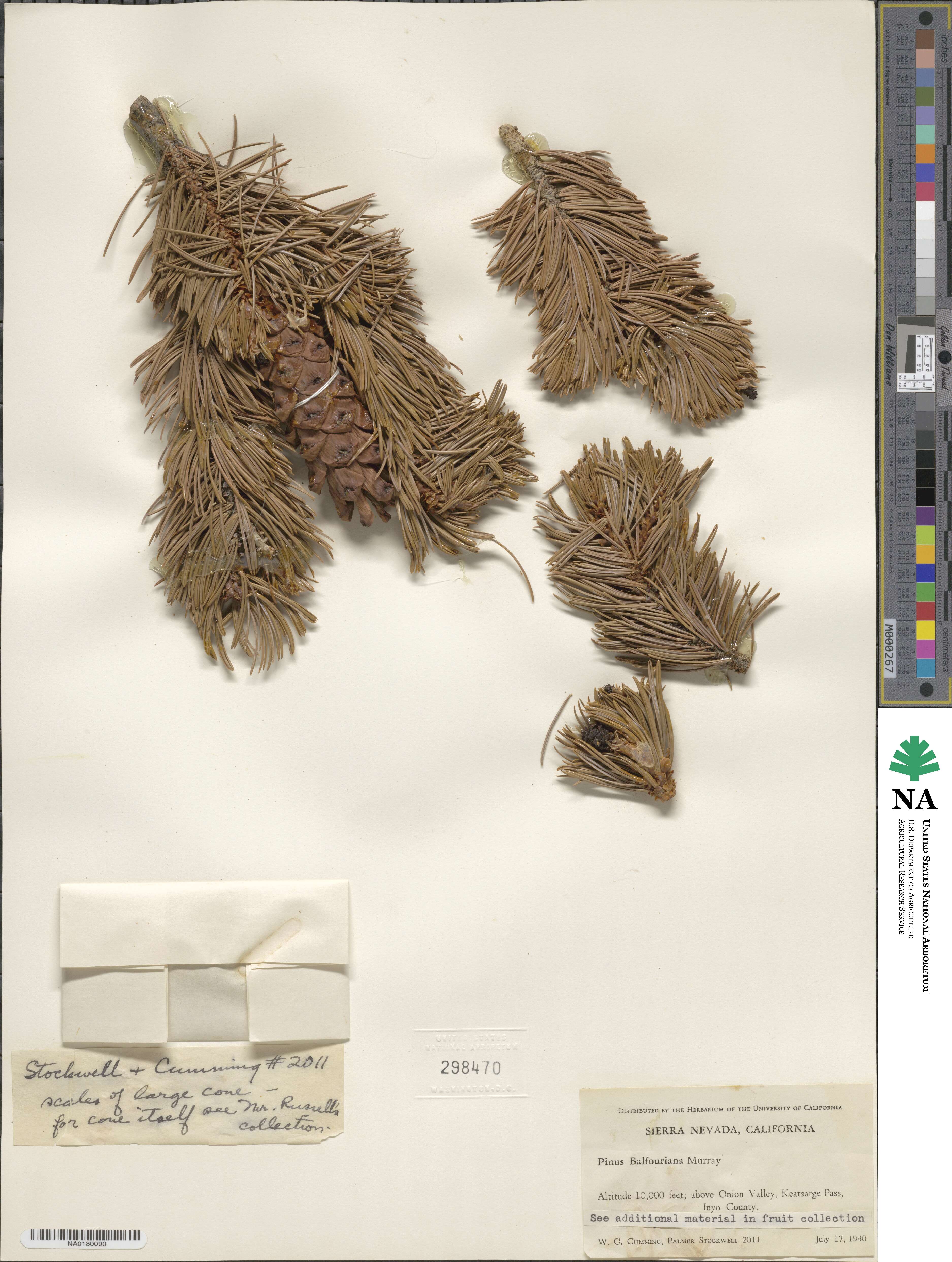 Pinus balfouriana image
