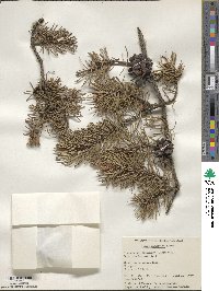 Pinus banksiana image