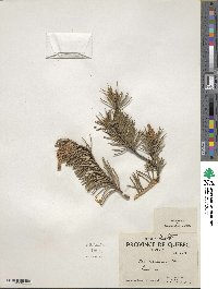 Pinus banksiana image