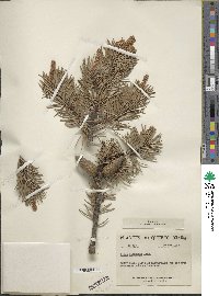 Pinus banksiana image