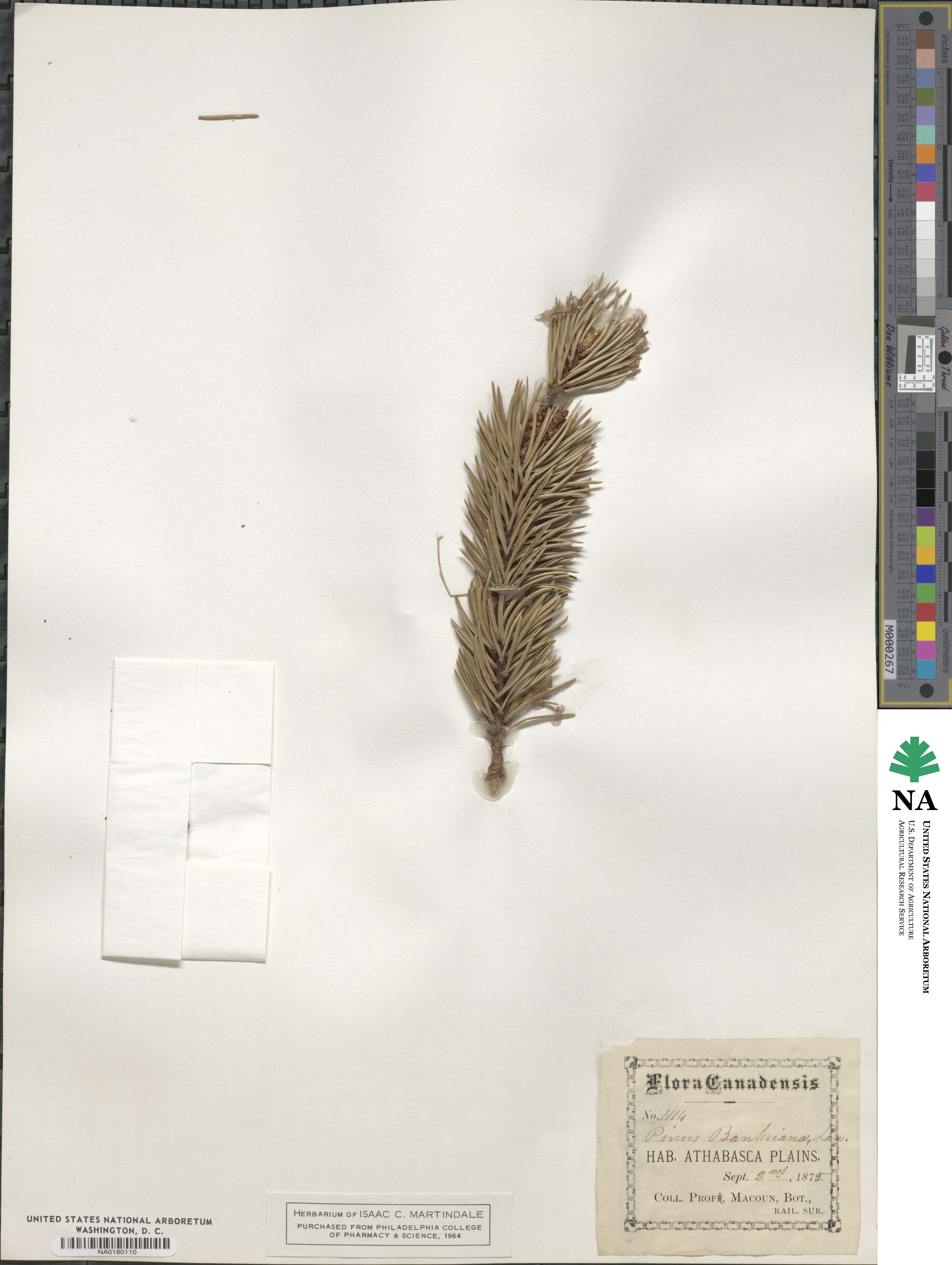 Pinus banksiana image